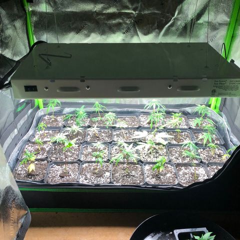 Gheen 456 growlog timeline photo