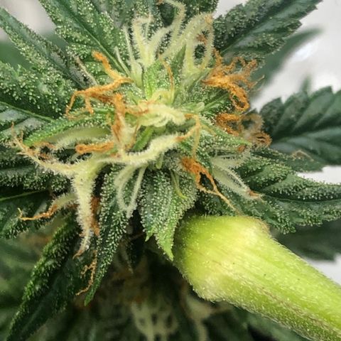 Sir Gheen of the Green (6) growlog timeline photo