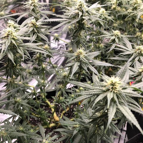 Sir Gheen of the Green (6) growlog timeline photo