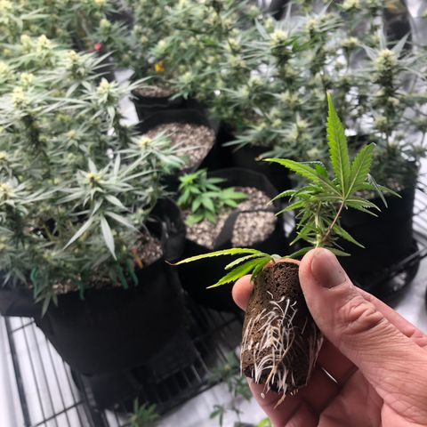 Gheen 456 growlog timeline photo