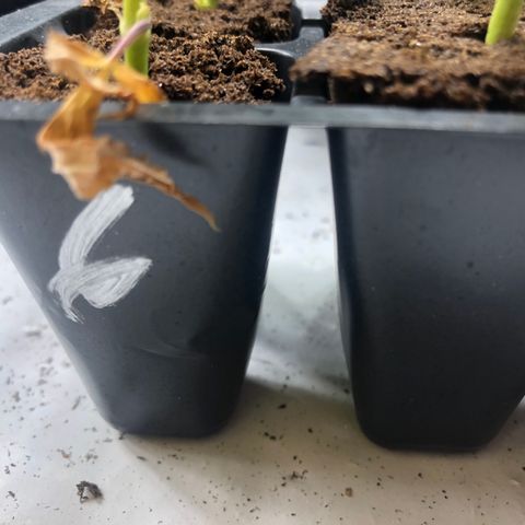 Gheen 456 growlog timeline photo