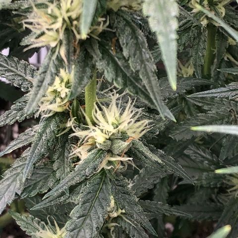 Sir Gheen of the Green (6) growlog timeline photo