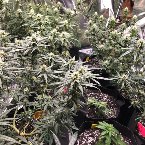 Sir Gheen of the Green (6) growlog timeline photo