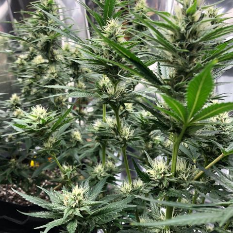 Sir Gheen of the Green (6) growlog timeline photo