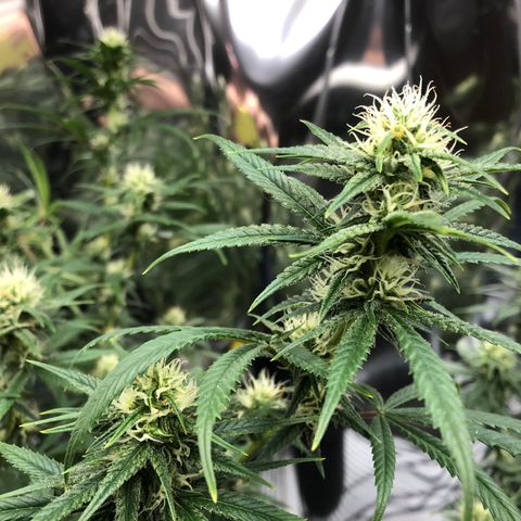 Sir Gheen of the Green (6) growlog timeline photo