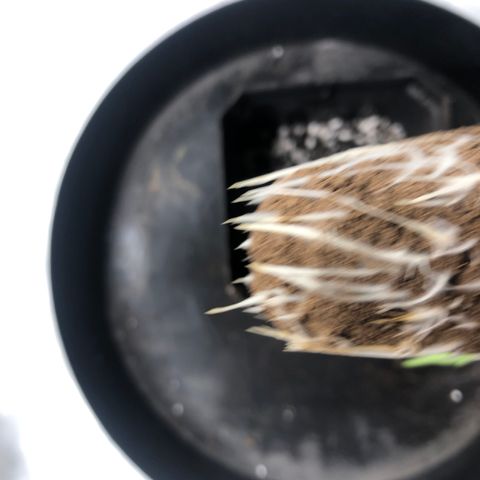Gheen 456 growlog timeline photo