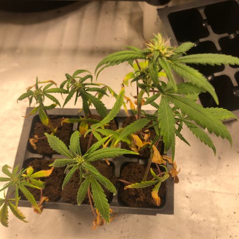 Gheen 456 growlog timeline photo