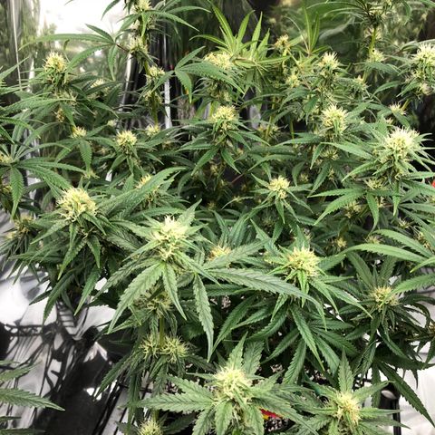 Sir Gheen of the Green (6) growlog timeline photo