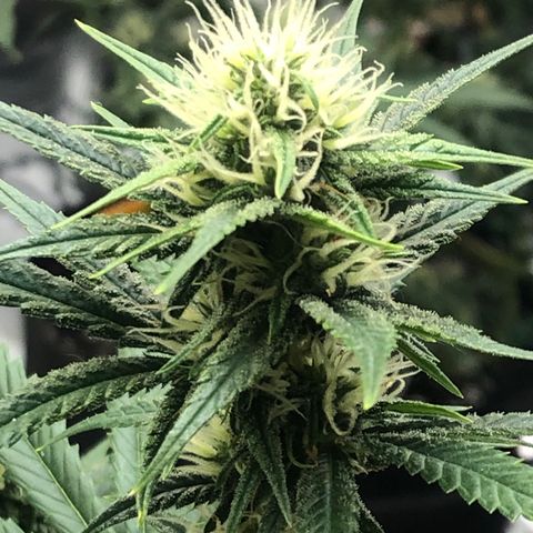 Sir Gheen of the Green (6) growlog timeline photo