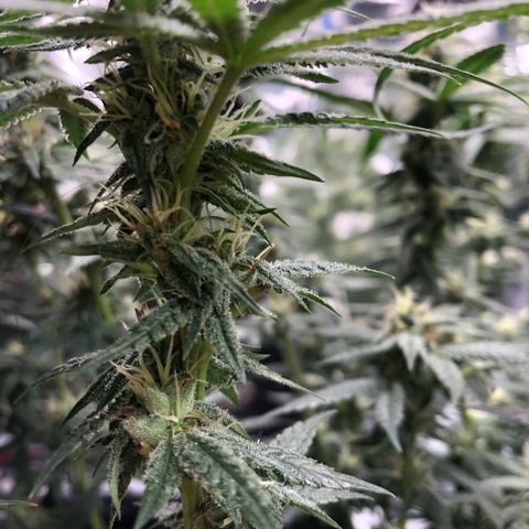 Sir Gheen of the Green (6) growlog timeline photo