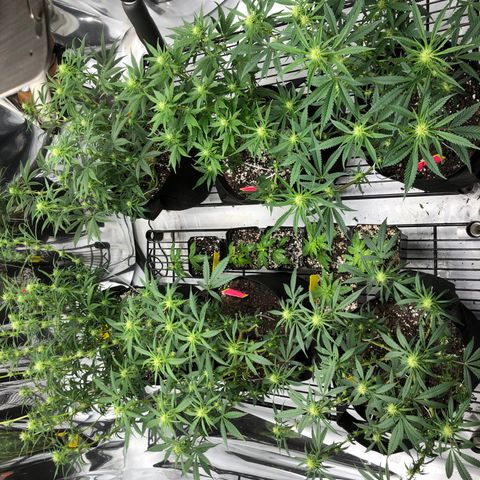 Sir Gheen of the Green (6) growlog timeline photo
