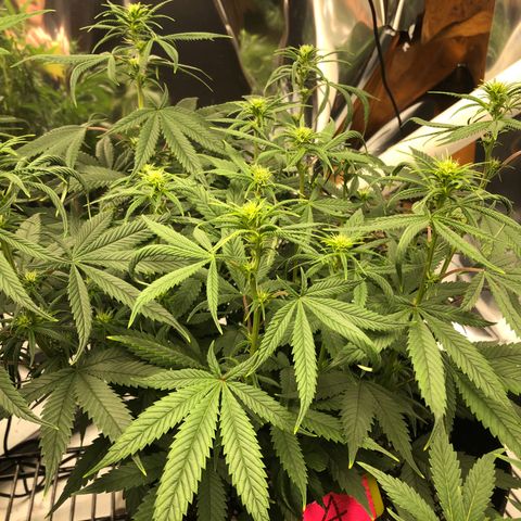 Sir Gheen of the Green (6) growlog timeline photo