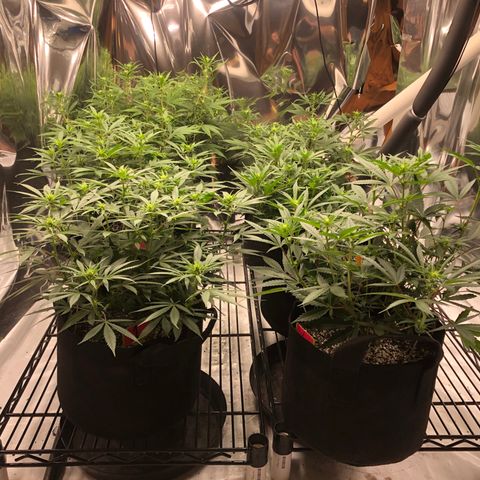Sir Gheen of the Green (6) growlog timeline photo