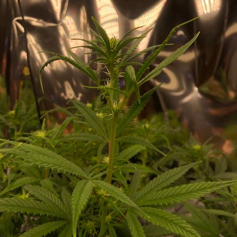 Sir Gheen of the Green (6) growlog timeline photo