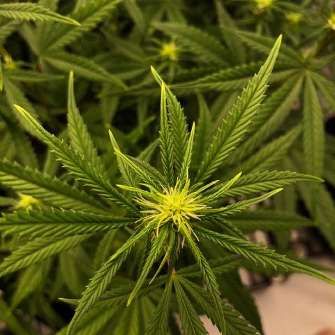 Sir Gheen of the Green (6) growlog timeline photo
