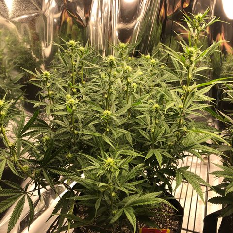 Sir Gheen of the Green (6) growlog timeline photo