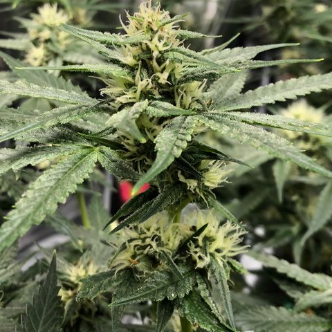 Sir Gheen of the Green (6) growlog timeline photo