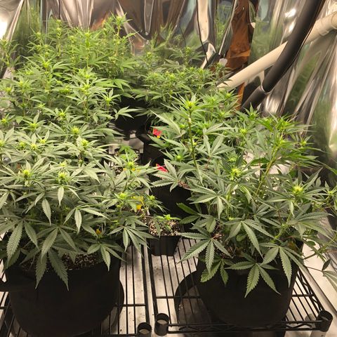 Sir Gheen of the Green (6) growlog timeline photo