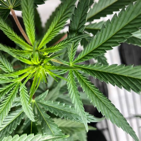 Sir Gheen of the Green (6) growlog timeline photo