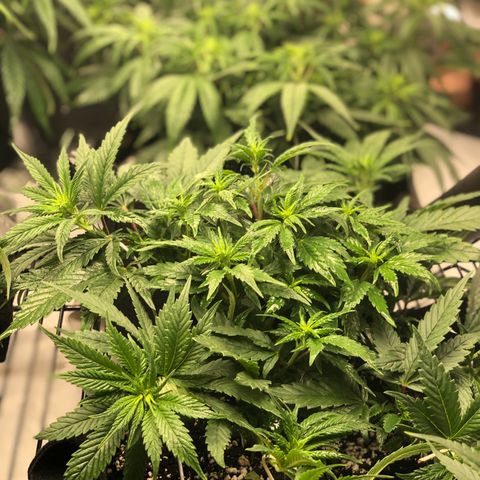 Sir Gheen of the Green (6) growlog timeline photo