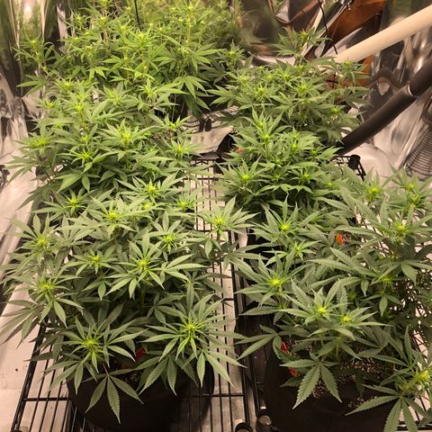 Sir Gheen of the Green (6) growlog timeline photo