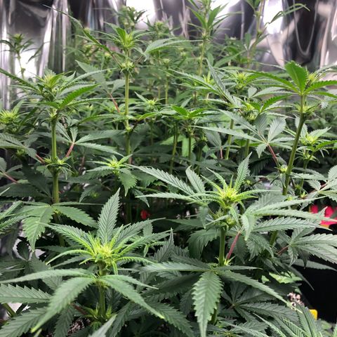 Sir Gheen of the Green (6) growlog timeline photo