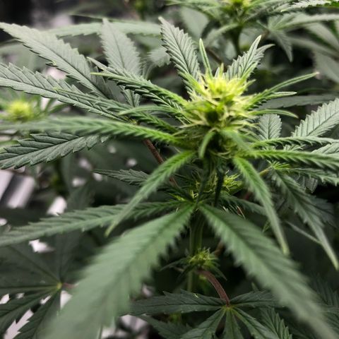 Sir Gheen of the Green (6) growlog timeline photo