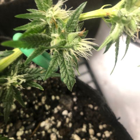 Sir Gheen of the Green (6) growlog timeline photo