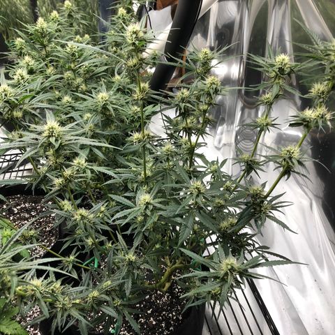 Sir Gheen of the Green (6) growlog timeline photo