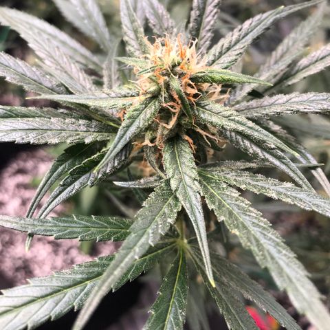 Sir Gheen of the Green (6) growlog timeline photo