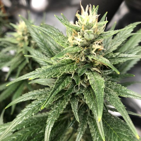 Sir Gheen of the Green (6) growlog timeline photo