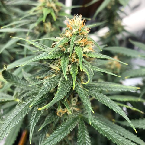 Sir Gheen of the Green (6) growlog timeline photo