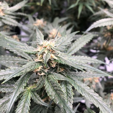 Sir Gheen of the Green (6) growlog timeline photo