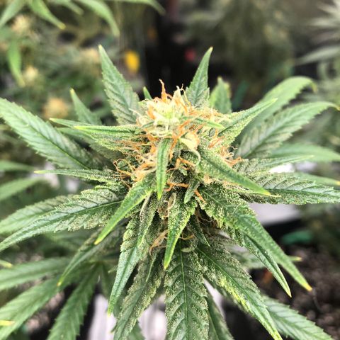 Sir Gheen of the Green (6) growlog timeline photo