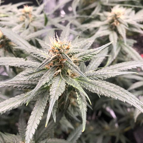Sir Gheen of the Green (6) growlog timeline photo
