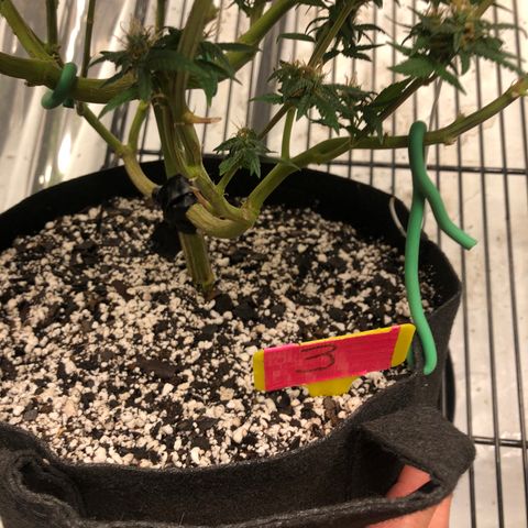Sir Gheen of the Green (6) growlog timeline photo