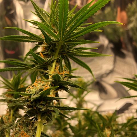 Sir Gheen of the Green (6) growlog timeline photo