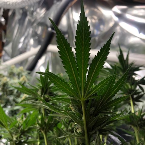 Sir Gheen of the Green (6) growlog timeline photo