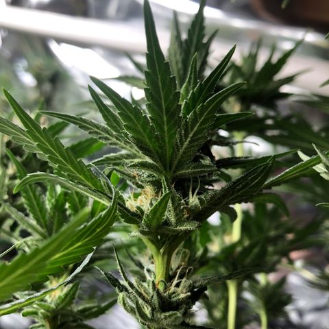 Sir Gheen of the Green (6) growlog timeline photo