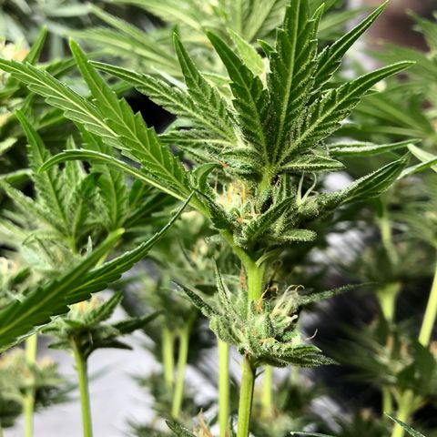 Sir Gheen of the Green (6) growlog timeline photo