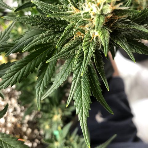 Sir Gheen of the Green (6) growlog timeline photo