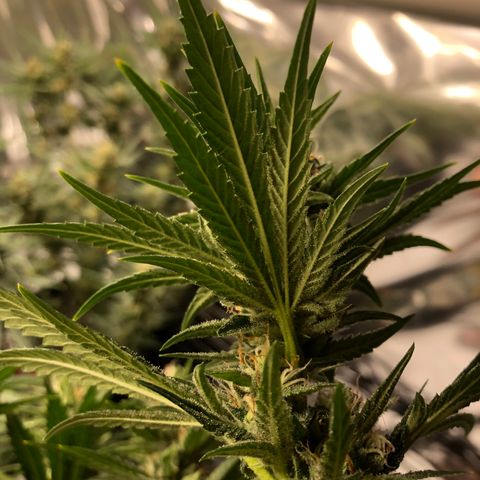 Sir Gheen of the Green (6) growlog timeline photo
