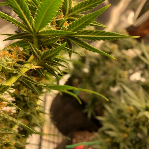 Sir Gheen of the Green (6) growlog timeline photo