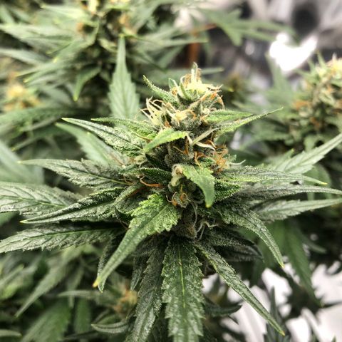 Sir Gheen of the Green (6) growlog timeline photo