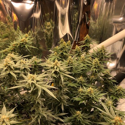 Sir Gheen of the Green (6) growlog timeline photo