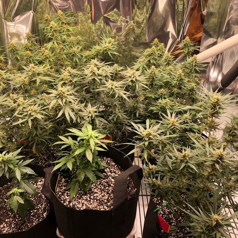 Sir Gheen of the Green (6) growlog timeline photo