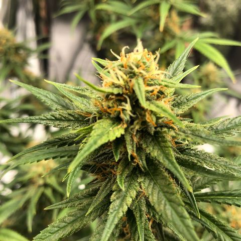 Sir Gheen of the Green (6) growlog timeline photo