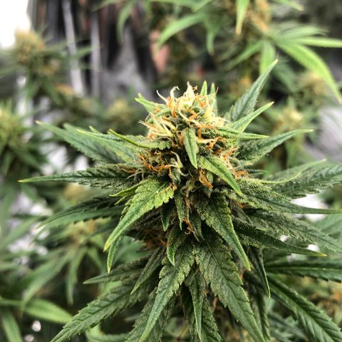 Sir Gheen of the Green (6) growlog timeline photo
