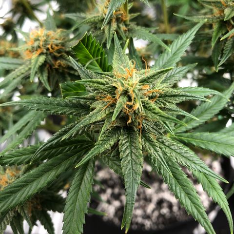 Sir Gheen of the Green (6) growlog timeline photo