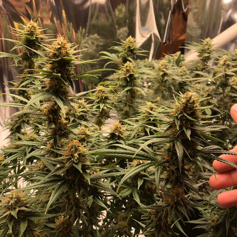 Sir Gheen of the Green (6) growlog timeline photo